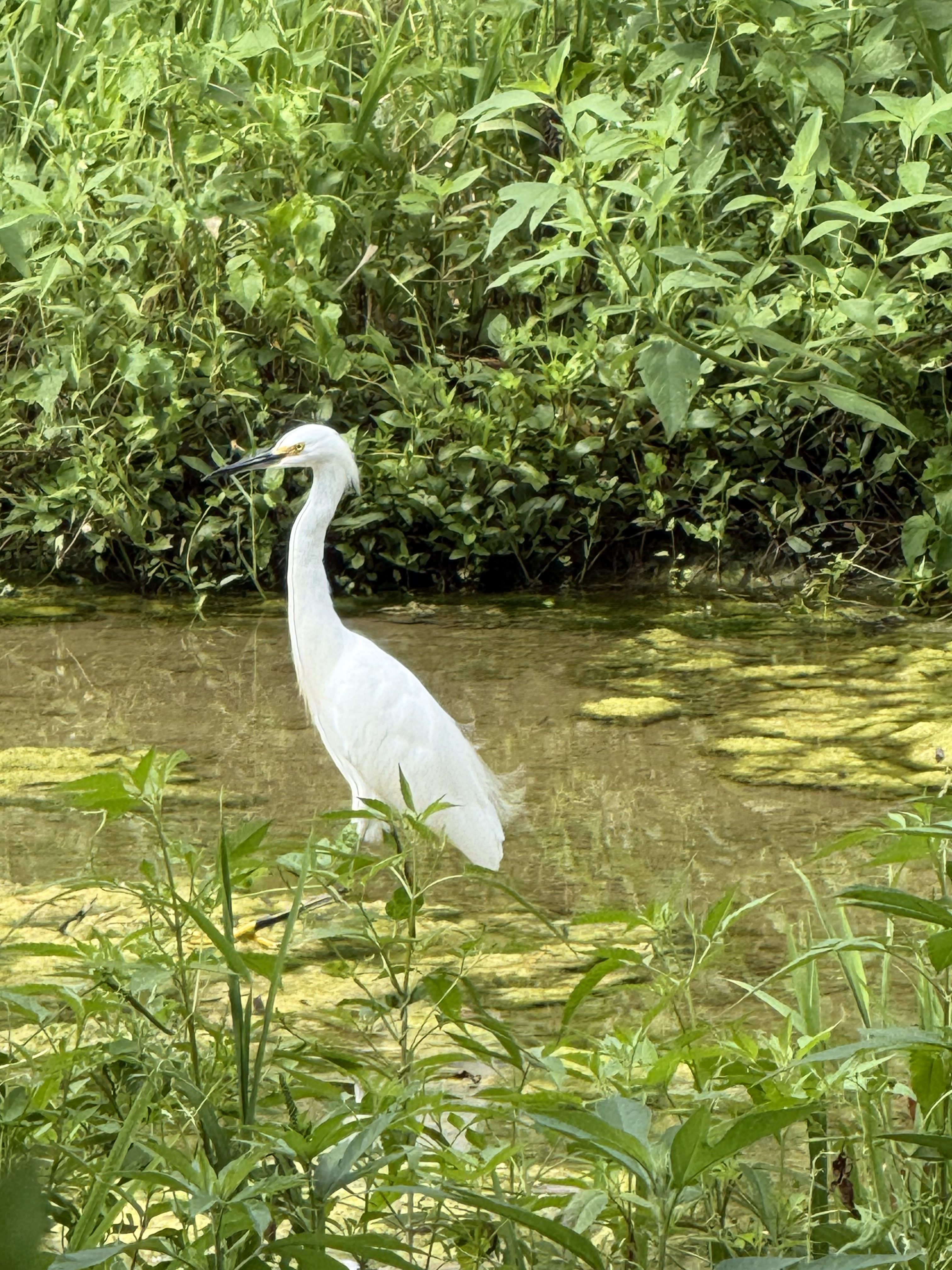 Egrets, I’ve had a few